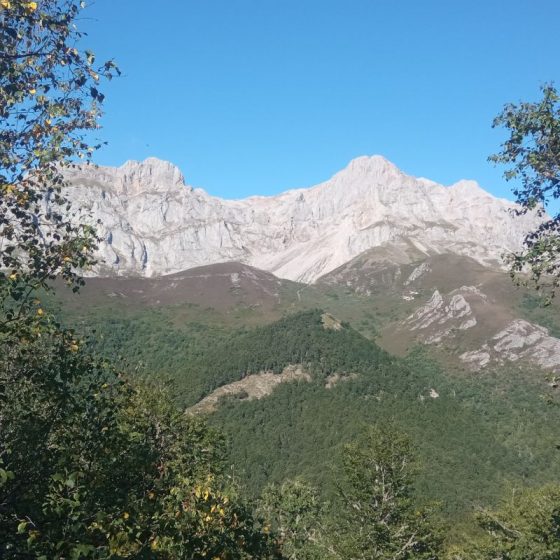 Bosques Picos de Europa