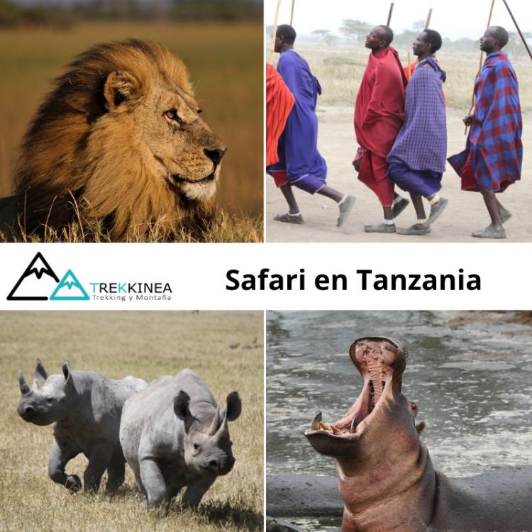 Safaris Tanzania Trekkinea