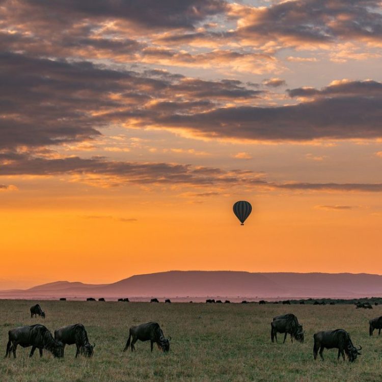 Safari Serengeti Tanzania