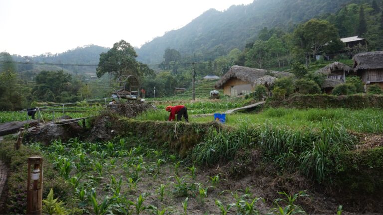 Trekking en Vietnam