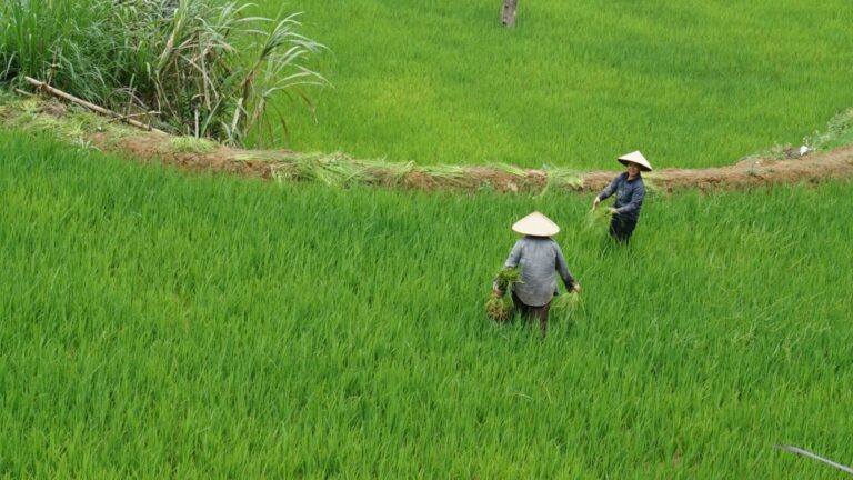 Trekking en Vietnam