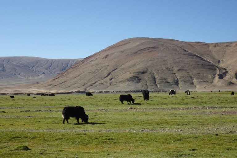 Trekking valle Markha en la India