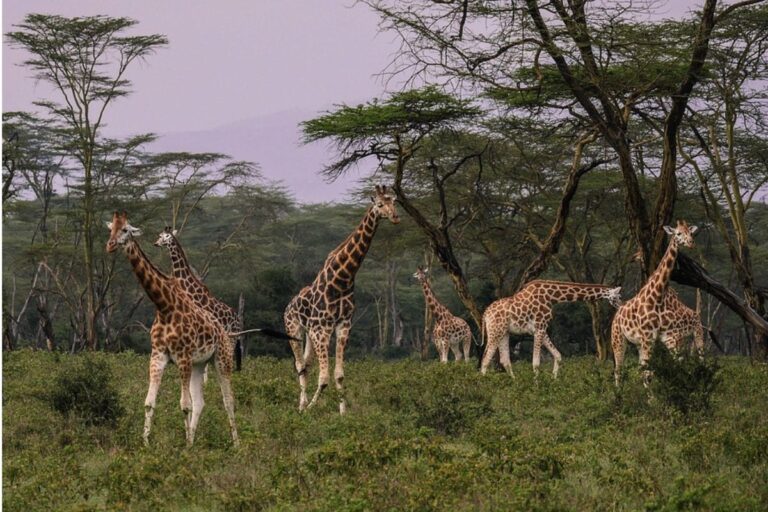 Safari en Tanzania