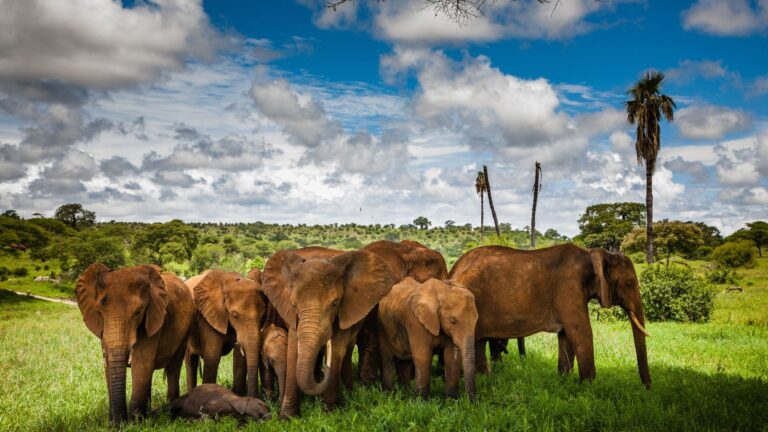 Safari Serengeti Tanzania