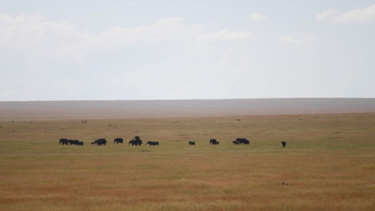 Safari Serengeti Tanzania