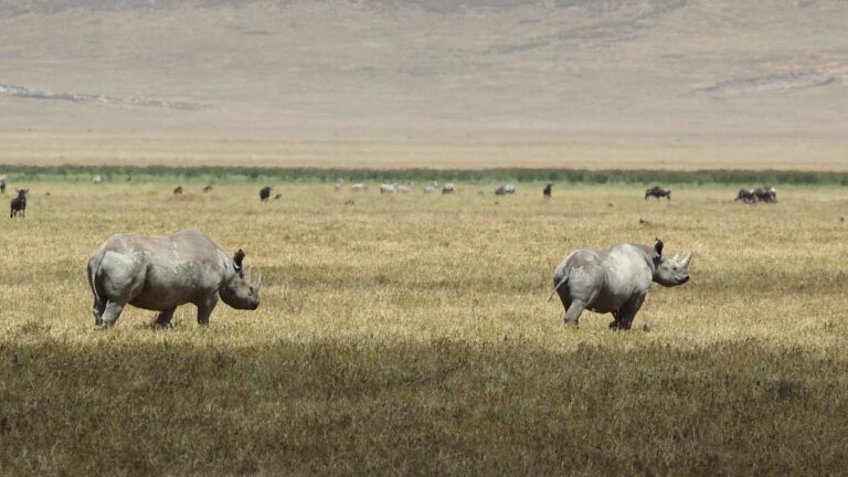 Safari Serengeti Tanzania