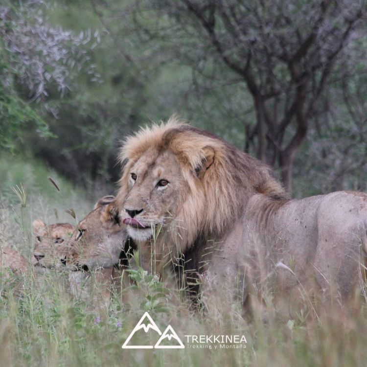 Safari en Tanzania, Africa