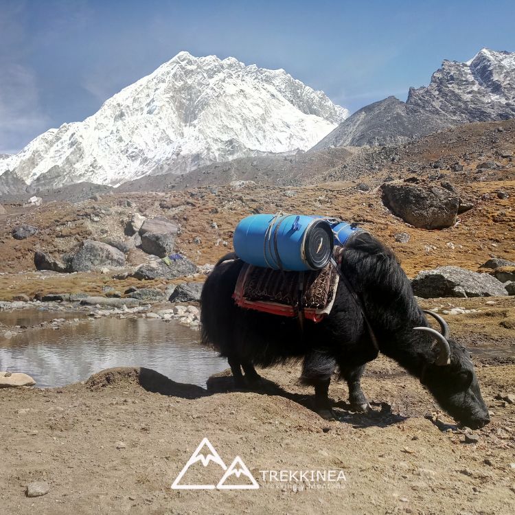 Trekking del Everest por el valle del Khumbu