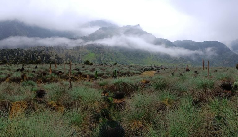 Ascenso al Rwenzori – foto 3