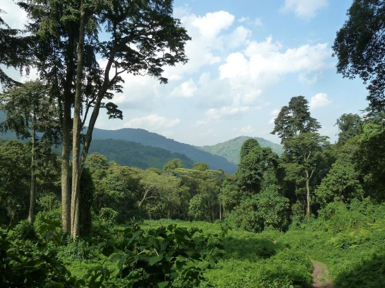 Ascenso al Rwenzori – foto 5