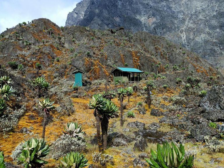 Ascenso al Rwenzori – foto 8