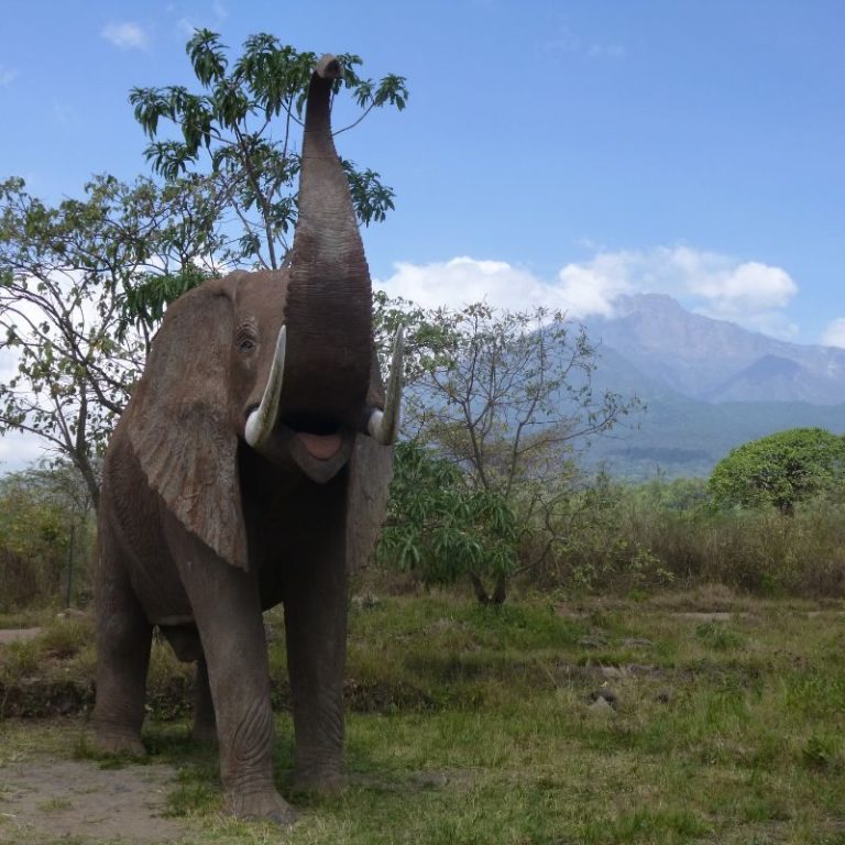 Monte Meru y Kilimanjaro – Ruta Machame – foto 2