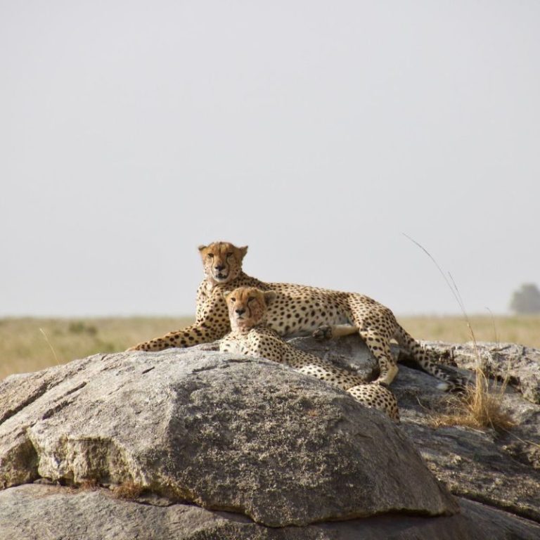 Safari en Kenia