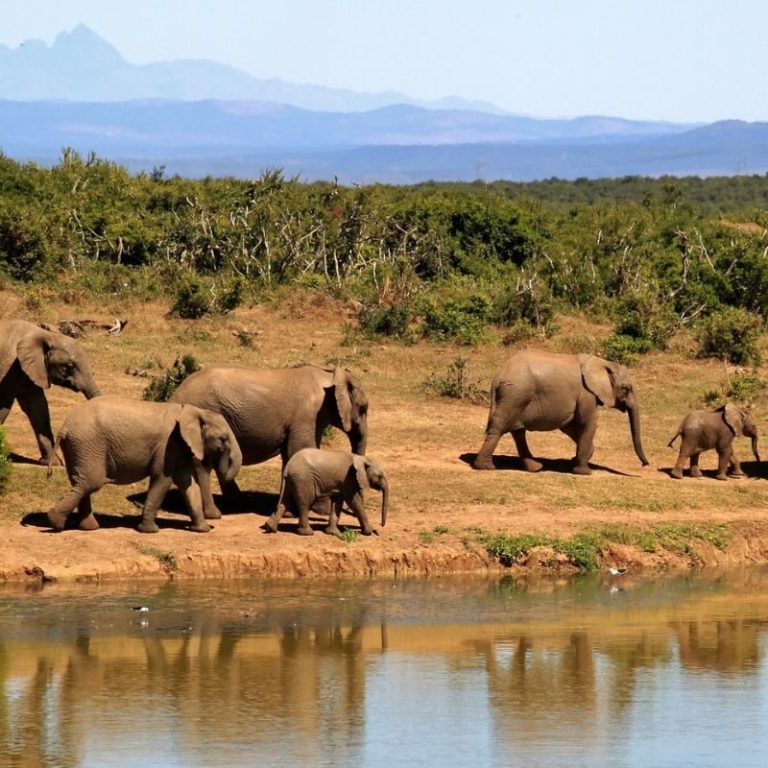 Safari en Kenia – foto 2