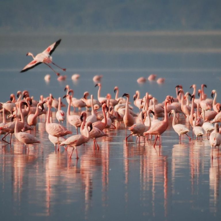 Safari en Kenia – foto 3
