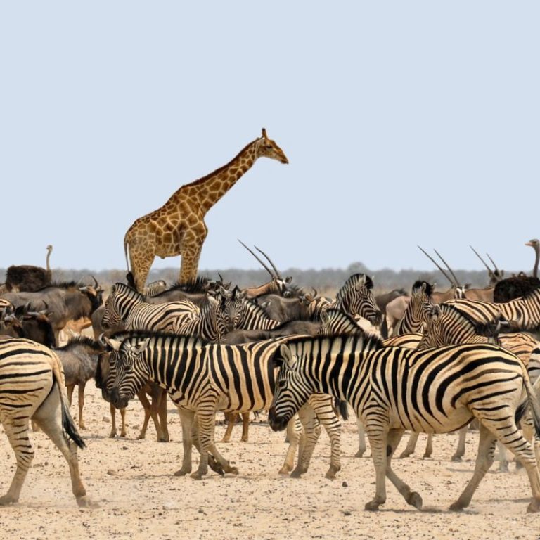 Safari en Kenia – foto 4