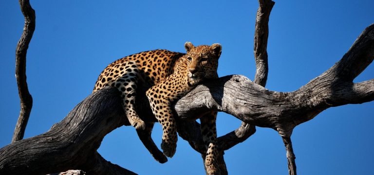 Safari en Tanzania