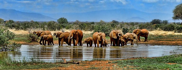 Safari en Tanzania – foto 2