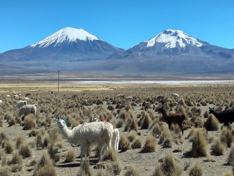 Seismiles en Bolivia – foto 2