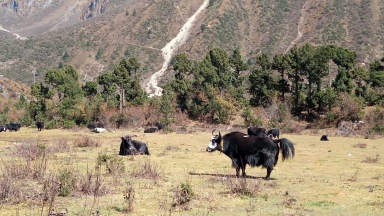 Trekking del Manaslu – foto 8