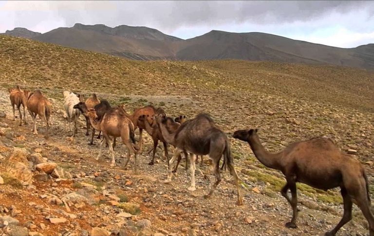 Trekking del Saghro – foto 4