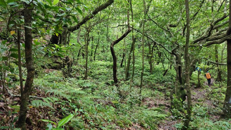 Trekking en Madeira – foto 3