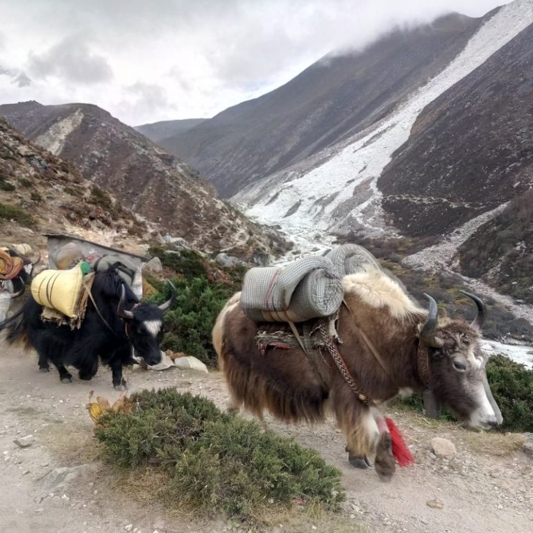 Trekking Santuario del Annapurna – foto 4