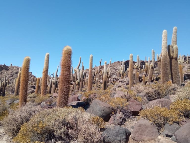 Viaje al Salar de Uyuni – foto 5